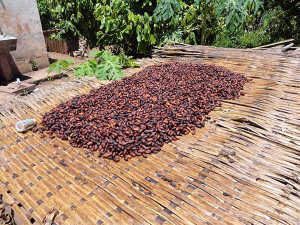 drying cacao beans