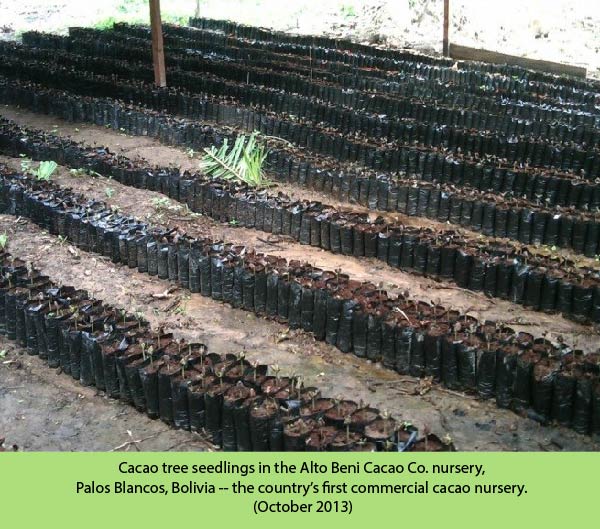 cacao pods picture